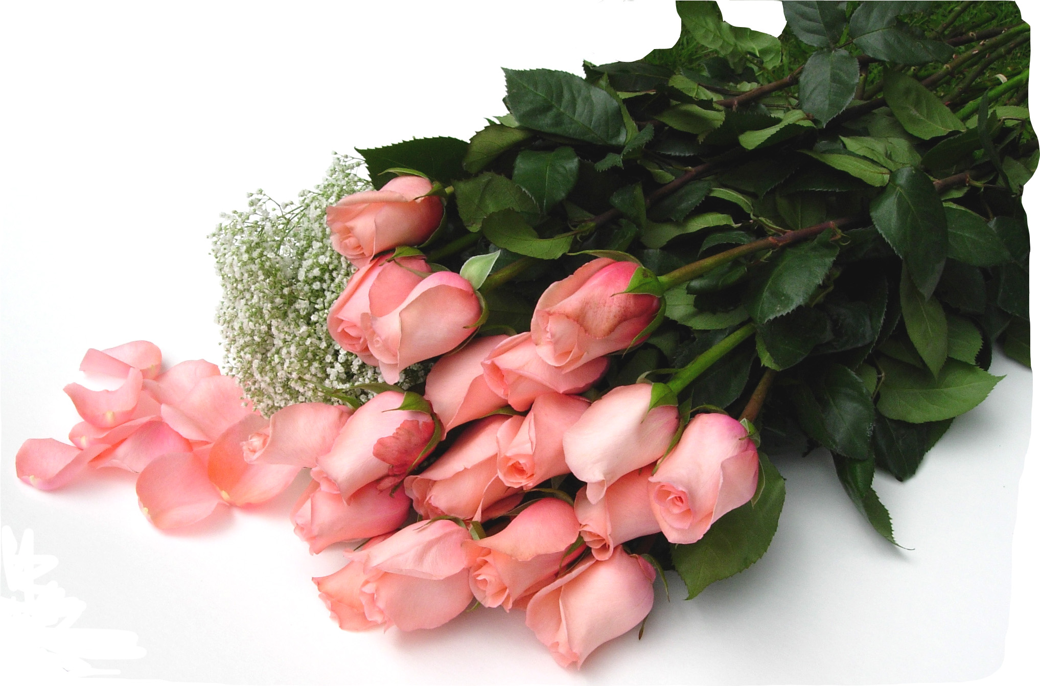Rose Petals At Mr Price Home Rose Petals At Mr Price Home