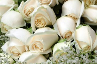 Your Wedding Way Mr Roses Farms White Roses Wedding